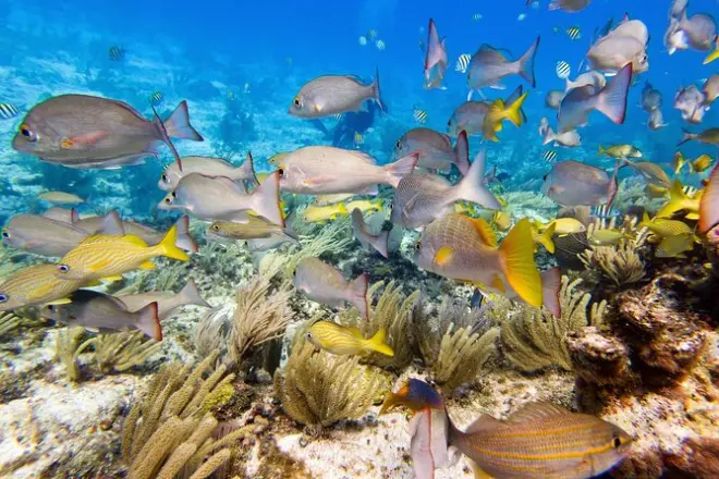 PADI Open Water Diving Certification: 3-Day Course