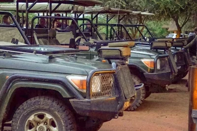 Erlebe löwen, elefanten & mehr bei einer dinokeng safari ab johannesburg oder pretoria. inklusive hotelabholung, snacks und spannenden erzählungen deines rangers.