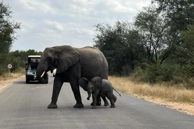 Kruger nationalpark erleben: private safari mit wildbeobachtung, panorama route entdecken, inklusive transport & unterkunft.