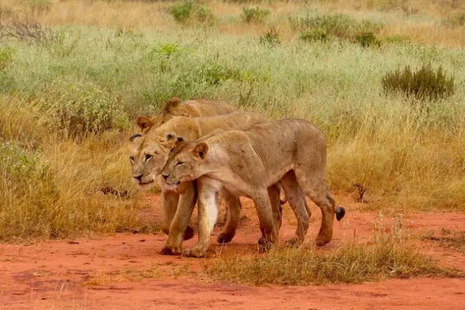 Private Tsavo East tour from Malindi: Red elephants and Aruba dam