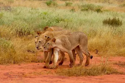 Tsavo East privado desde Malindi: Elefantes rojos y presa Aruba