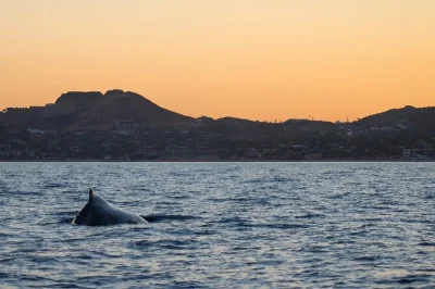 Watch humpback whales at sunset in san jose del cabo, enjoy local snacks & drinks on board, and relax with a friendly crew. includes pickup options for easy booking.