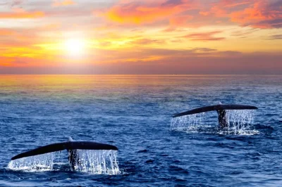 Experience sunrise whale watching in san jose del cabo with a local guide, coffee & cookies on board, and free tour photos. early start, back before 9am.