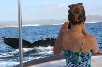 Experience whale watching in san josé del cabo on a private boat with a local guide, snacks, drinks, and underwater hydrophone listening. includes free tour photos.