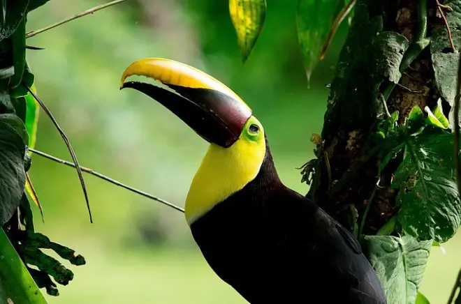 Esquipulas : 304 espèces d’oiseaux près de Manuel Antonio