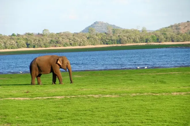 Gal Oya Nationalpark Safari: Ganzjährig Elefantenherden beobachten