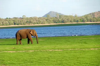 Gal Oya National Park Safari: Elephant herds year-round