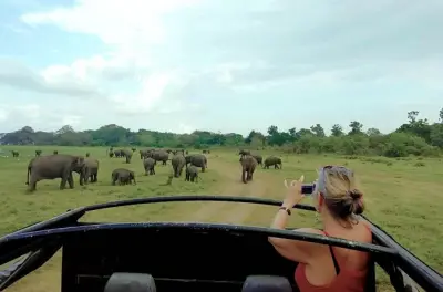 Udawalawe Privatsafari mit Picknick: Elefanten in 2–4 Stunden