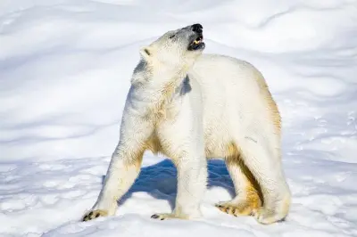 Ranua Wildlife Park tour: Arctic animals with guide