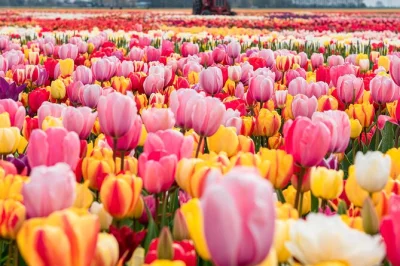 Erlebe die tulpenfelder bei amsterdam, besuche die keukenhof-gärten, erkunde die windmühlen von zaanse schans und genieße holländischen käse mit privatem transfer und lokalem guide.