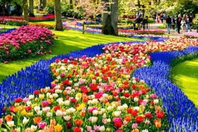 Erlebe die tulpenfelder von keukenhof, holländische windmühlen in zaanse schans und eine blumenzwiebel-farm bei einem privaten tagesausflug ab amsterdam – mit tickets ohne anstehen und guide.