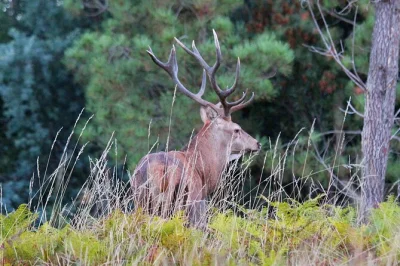 Explore serra da lousã’s forests, schist villages, and wildlife with a local guide. includes pickup from lousã or coimbra, morning snack, and tour photos.