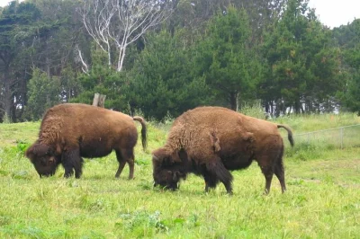 Descubre golden gate park en san francisco, desde haight hasta ocean beach, con guía local, senderos secretos, avistamiento de fauna y paradas para picar.