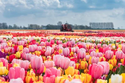Erlebe die farbenpracht der keukenhof-gärten & holländischen tulpenfelder auf einer privaten tour ab amsterdam mit hotelabholung, ohne anstehen und mit lokalem guide.