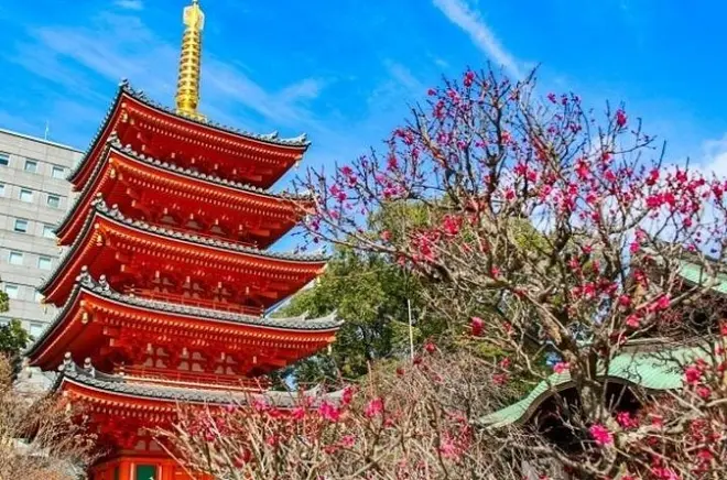 Hakata: Caminhada pelo templo, grande Buda e origem do festival