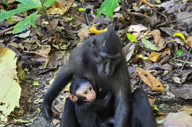 Nord Sulawesi: 2 giorni tra altopiani di Tomohon e riserva Tangkoko