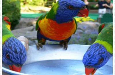 Vogelschutzgebiet und Tierfarm Tour in Montego Bay