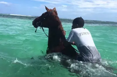 Rafting, équitation et lagon lumineux près de Montego Bay