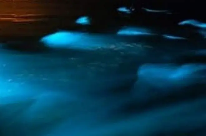 Luminous Lagoon Montego Bay: Private Nachtschwimm-Tour
