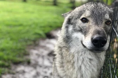Visit tsitsikamma’s wolf sanctuary for a guided tour, learn about rescued wolves, and hear real conservation stories. includes entry fees and local guide insights.