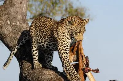Transfer vom Flughafen Johannesburg nach Sun City: Privater Shuttle