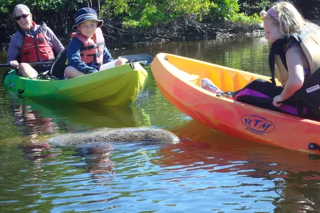 Fort Myers: Aluguel de Caiaque & SUP por 3 Horas em Pelican Bay