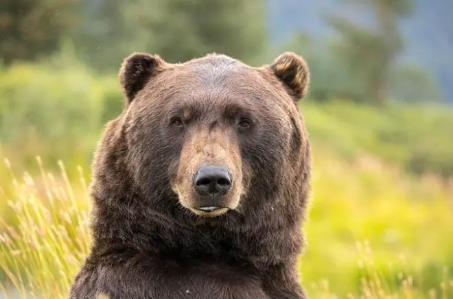 Faune sauvage d'Anchorage au Alaska Wildlife Conservation Center