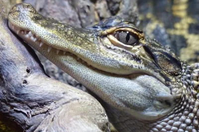 Explore gambia in a day with a local guide—visit kachikally crocodile pool, bustling serekunda market, brikama woodcarvers, lamin lodge boat ride & paradise beach. cash needed.