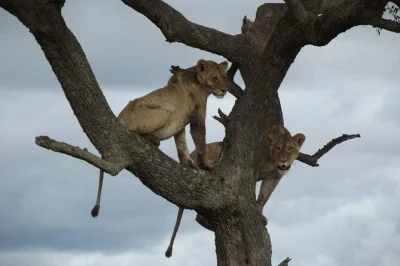 Partez en safari dans le serengeti depuis mwanza avec des guides locaux, des safaris animaliers, un itinéraire modulable et prise en charge. observez lions, girafes et bien plus lors de ce séjour de