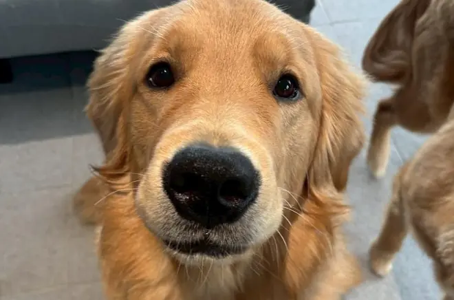 Café de interacción con perros en Fukuoka: Conoce Golden Retrievers