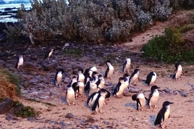 Descubra o desfile dos pinguins em phillip island, trilhas à beira-mar e encontros com coalas com guia local. inclui transporte privado, ingressos e retirada flexível.