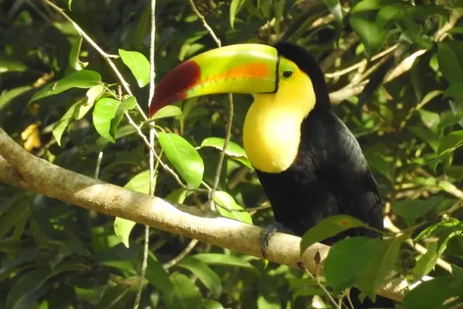 Observation d'oiseaux à Sian Ka'an au départ de Tulum