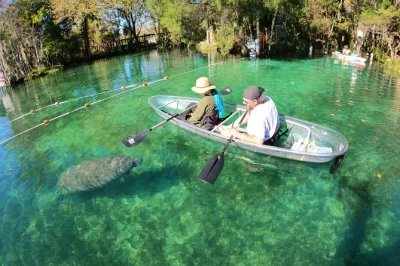 Erlebe die tierwelt von crystal river hautnah in einem klaren kajak mit erfahrenem guide. entdecke manatis, delfine & vögel auf dieser umweltfreundlichen tour – ausrüstung inklusive.