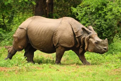 Experience kaziranga’s wildlife with a local guide, private pickup from guwahati, and two safaris. spot rhinos, elephants, and rare birds. includes hotel stay.
