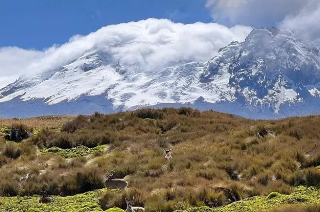 Antisana e laguna la Mica: Condor e alpaca