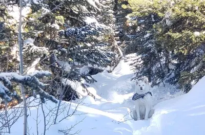 Geführte Wanderung im Uinta Forest mit Mittagessen im Rauchhaus