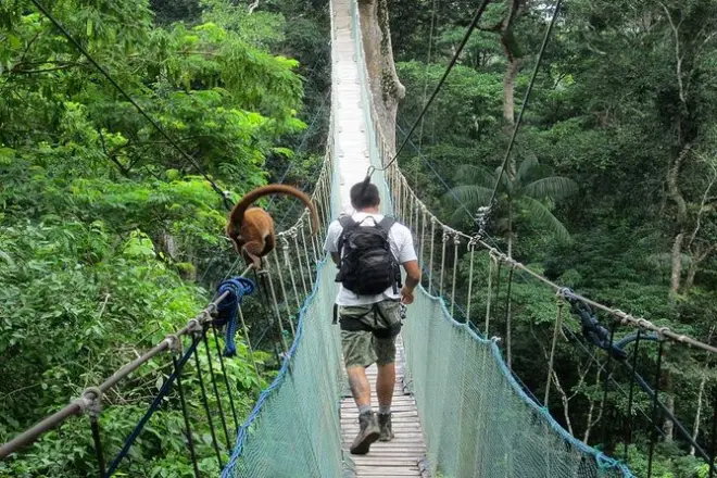 Tour en la selva de Tambopata: Canopy, caimanes y lago Sandoval