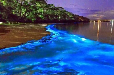 Experience jamaica’s luminous lagoon near falmouth with a local guide, private hotel pickup, and a glowing night swim among natural bioluminescence.