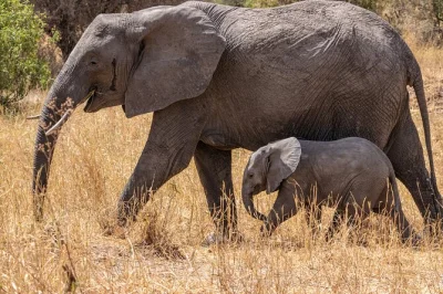 Experience tanzania’s wildlife with game drives in tarangire, lake manyara & ngorongoro crater. includes camping, local guide, meals & transport from arusha.