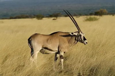 2-Tage-Tour zum Awash-Nationalpark ab Addis Abeba