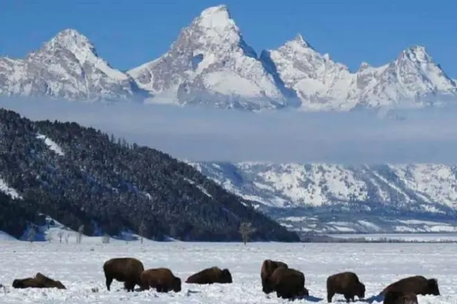 Jackson Hole wildlife tour: Moose, elk & Grand Teton