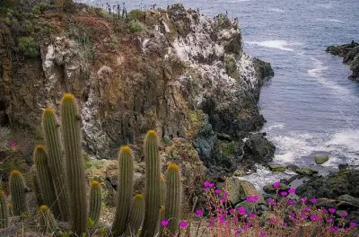 Costa Central do Chile: Tour pelos jardins com pinguins e bioparque