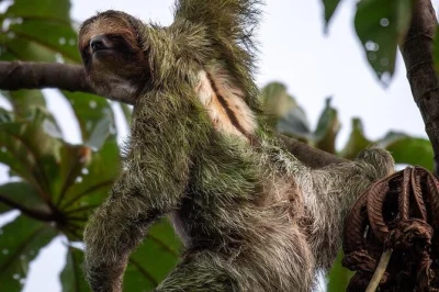 Scopri la foresta pluviale di arenal, i ponti sospesi, l’escursione al vulcano e la cascata di la fortuna con guida locale. include trasporto privato e pranzo fatto in casa.