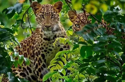 Safari 2 jours à Selous depuis Zanzibar avec balade en bateau