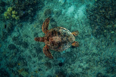 Plongez avec les tortues marines à turtle canyon près de waikiki à bord d’un catamaran de luxe, accompagné par un équipage certifié. matériel inclus, sécurité assurée et sièges confortabl