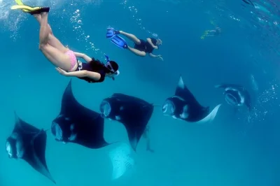 Découvrez les raies manta de nusa penida, ses spots de snorkeling colorés et ses falaises impressionnantes lors d’une excursion guidée depuis bali. déjeuner, transport et guide local inclus.