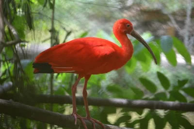 Experience the caroni wetlands at sunset by boat, spot scarlet ibis flocks, and enjoy local guide stories. includes hotel pickup for a seamless trinidad adventure.