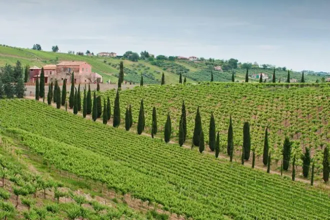 Degustazione vini a Castilenti: Vigneto e cantina San Lorenzo