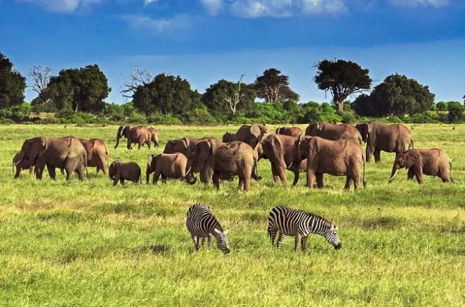 Private Tsavo East Tour ab Mombasa: Rote Elefanten & Großkatzen