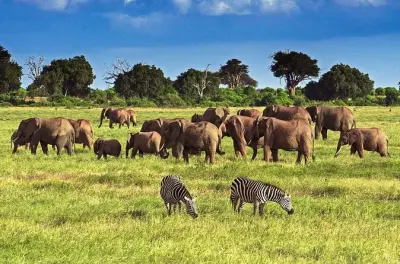 Private Tsavo East Tour ab Mombasa: Rote Elefanten & Großkatzen